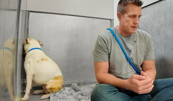 Rocky Kanaka: Pit Bull Stares at Kennel